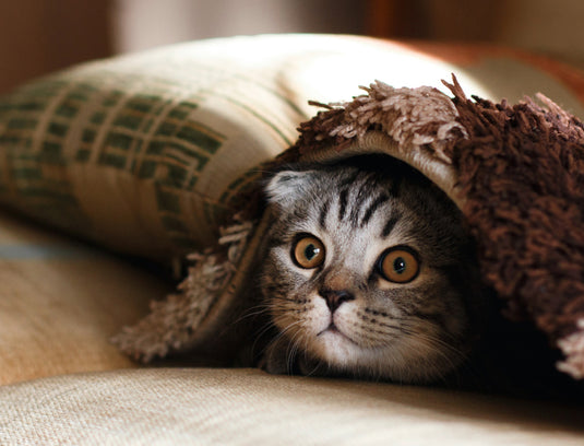 I really love pets. They know if you really love them or not.