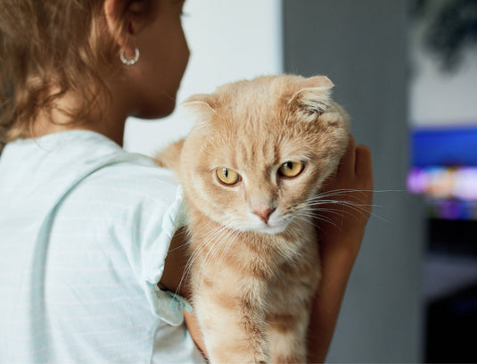 A cat will be your friend, but never your slave.