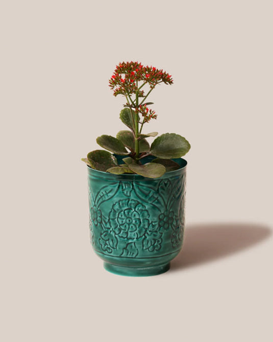 Amari planters green