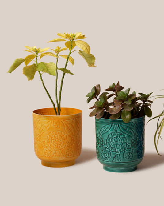 Amari planters green